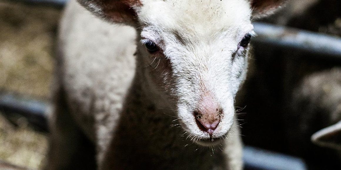 Un collectif se mobilise pour protéger les troupeaux face aux attaques de loups