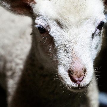 1e185308-cc51-49ce-99f9-a1ca1ad607cb Un collectif se mobilise pour protéger les troupeaux face aux attaques de loups