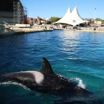 Le transfert des orques et dauphins de Marineland prévu avant fin juin