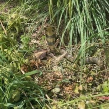 Situation à Castelginest suite à l’apparition d’un cobra