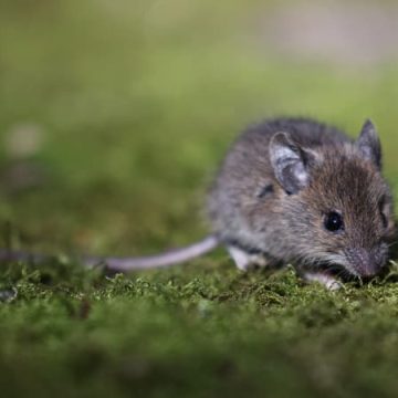 26d622fc-a083-48d1-9fcf-a6aaa48074ea Invasion de souris en Australie : un défi colossal