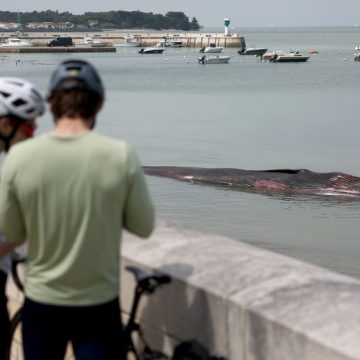 Une baleine de dix mètres s’échoue sur une plage de l’Île de Ré
