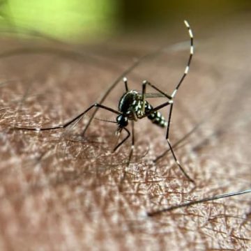 Le moustique tigre et les précautions sanitaires en France
