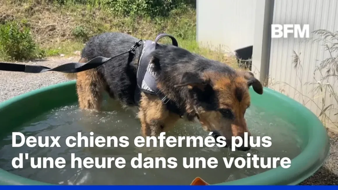 La chaleur excessive en France et ses impacts sur les animaux