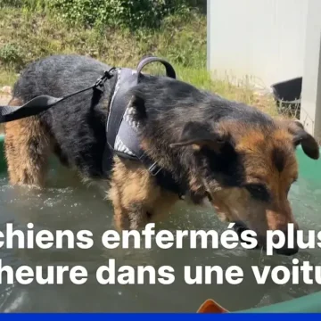 La chaleur excessive en France et ses impacts sur les animaux