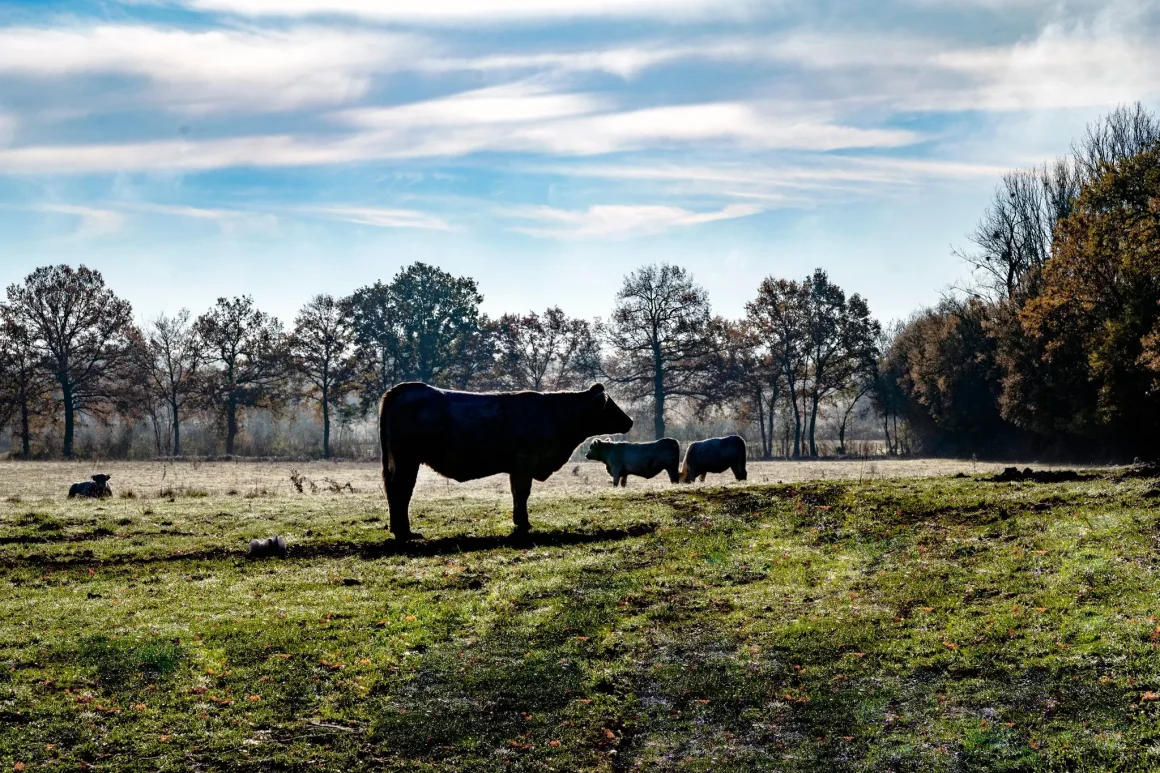 Solutions pour une agriculture durable et une alimentation de qualité