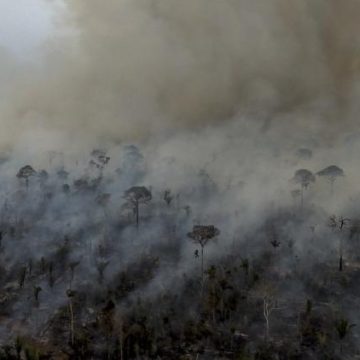 La déforestation et les incendies menacent les forêts tropicales en 2025