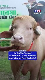 Un buffle au Bangladesh fait sensation grâce à sa ressemblance avec Donald Trump
