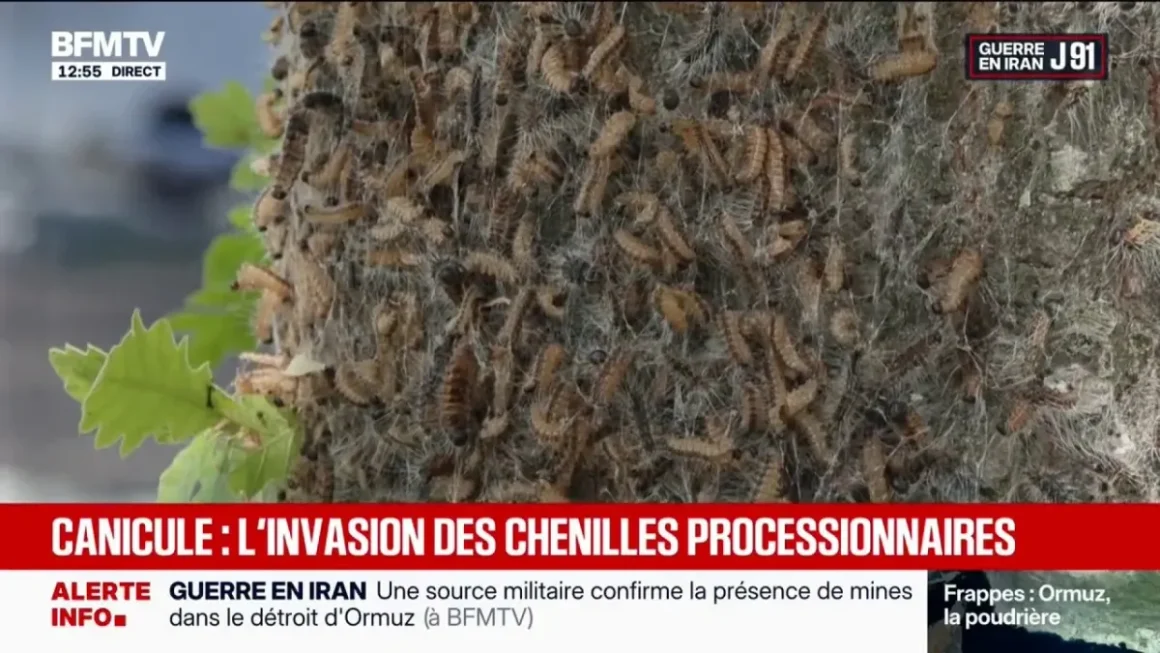 Les dangers des chenilles urticantes pour l’humain et les animaux