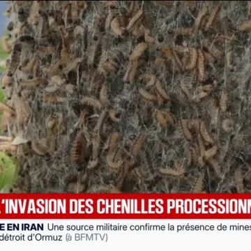 Les dangers des chenilles urticantes pour l’humain et les animaux
