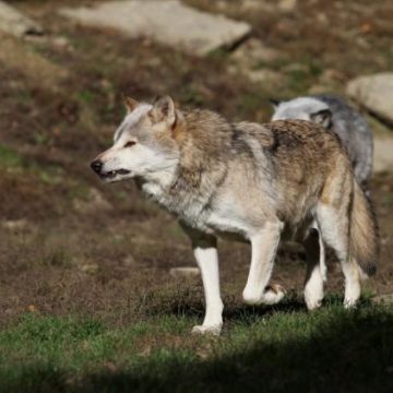 Les ONG critiquent un amendement autorisant l’abattage des loups