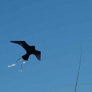 Des dispositifs innovants pour protéger les oiseaux des bateaux de pêche