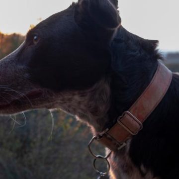 Un dispositif de traduction pour animaux suscite des doutes