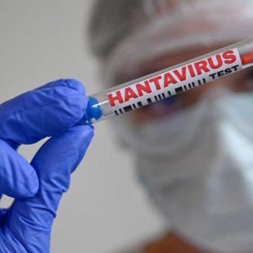 Un premier cas d’hantavirus transmis entre humains en France