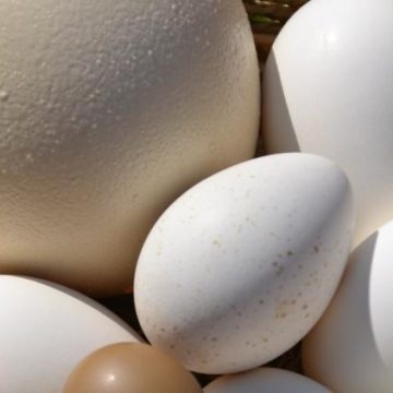 Variétés d’œufs consommables et leurs caractéristiques
