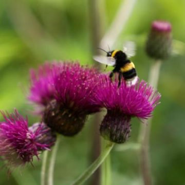 Distinguer les abeilles des guêpes : caractéristiques et précautions