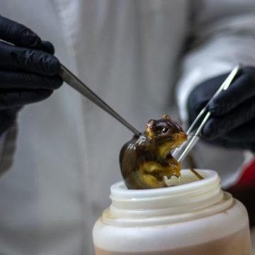 Les virus hantavirus en France : diversité et surveillance
