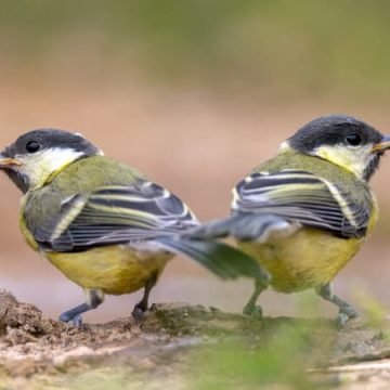 Conséquences des vagues de chaleur sur la biodiversité