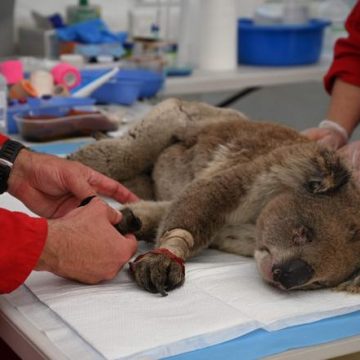 81e43bc0-09c9-4bb4-afd2-53c3de6bb4b8 Un nouveau chien secouriste pour détecter les koalas en Australie