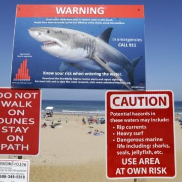 970214a3-9d00-4947-bb69-fcfbebba28c7 Observations accrues de requins sur la côte Est des États-Unis