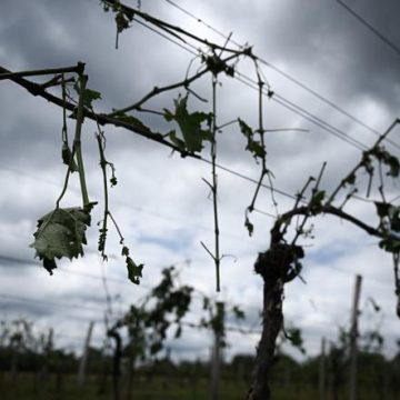 Les impacts du changement climatique sur la viticulture