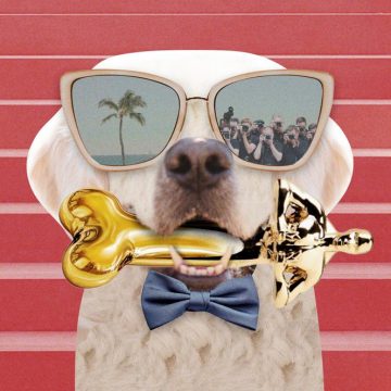 Le monde du cinéma et l’essor des stars à quatre pattes