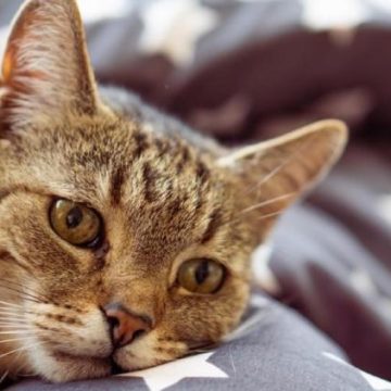 Quand le comportement de votre chat change, que faire ?