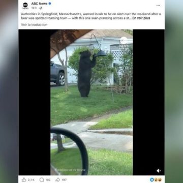Un ours filmé à Springfield : la vidéo devient virale