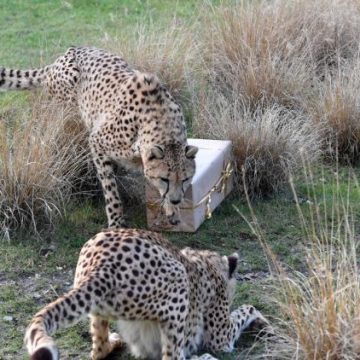 Surveillance mondiale des animaux sauvages grâce aux satellites Icarus