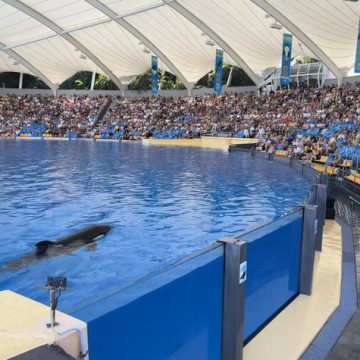 Le transfert des cétacés de Marineland approuvé par le gouvernement français