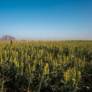 Pénurie d’engrais menace l’Afrique et l’Asie