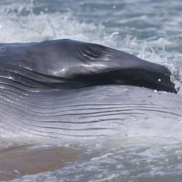 Une baleine de dix mètres s’échoue sur l’île de Ré