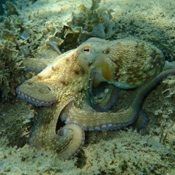 L’irrésistible retour des poulpes sur les côtes bretonnes