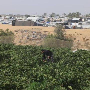 Les défis de l’agriculture dans la bande de Gaza dévastée