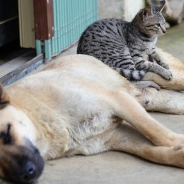Les animaux domestiques et l’hantavirus
