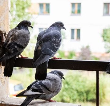 Recours face au nourrissage des pigeons en milieu urbain