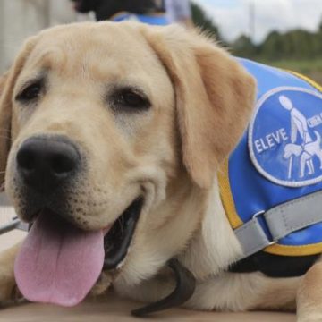 Vers une amélioration des droits des personnes handicapées avec des chiens guides