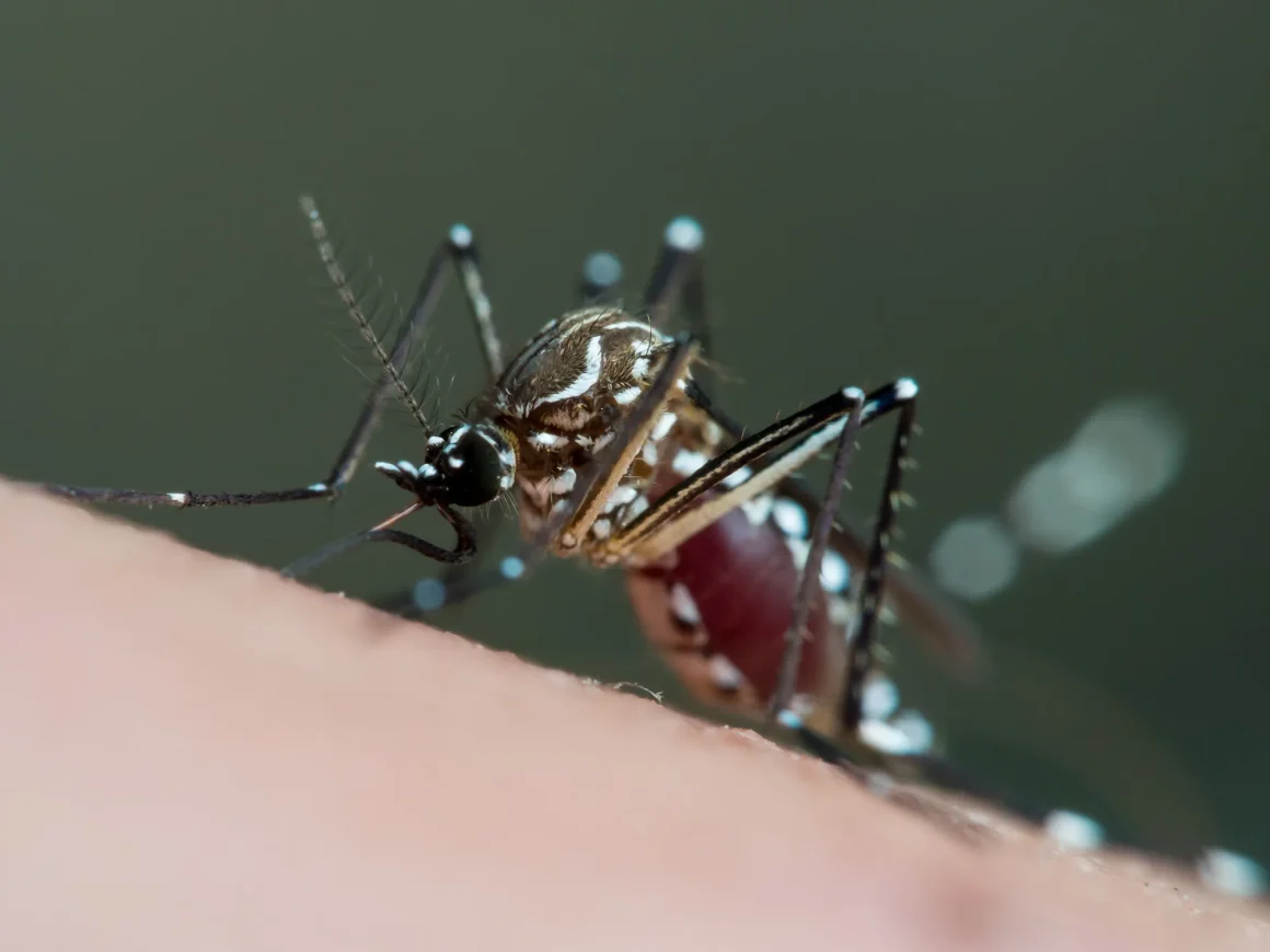 Épisode de hantavirus à bord du MV Hondius