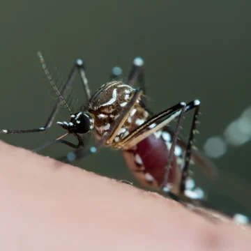 Épisode de hantavirus à bord du MV Hondius