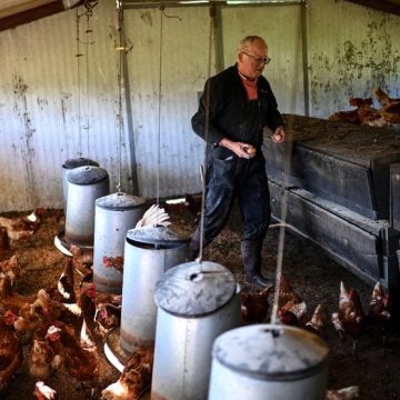 Des viticulteurs bordelais se tournent vers la diversification pour survivre