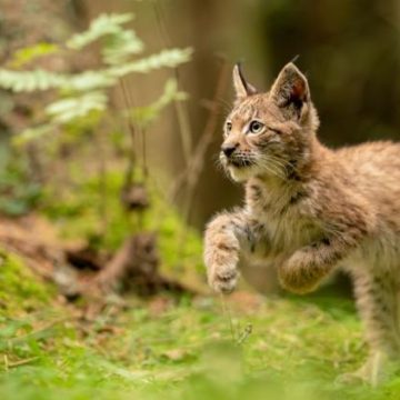 Strasbourg : condamnation d’une femme pour la mort d’un lynx protégé