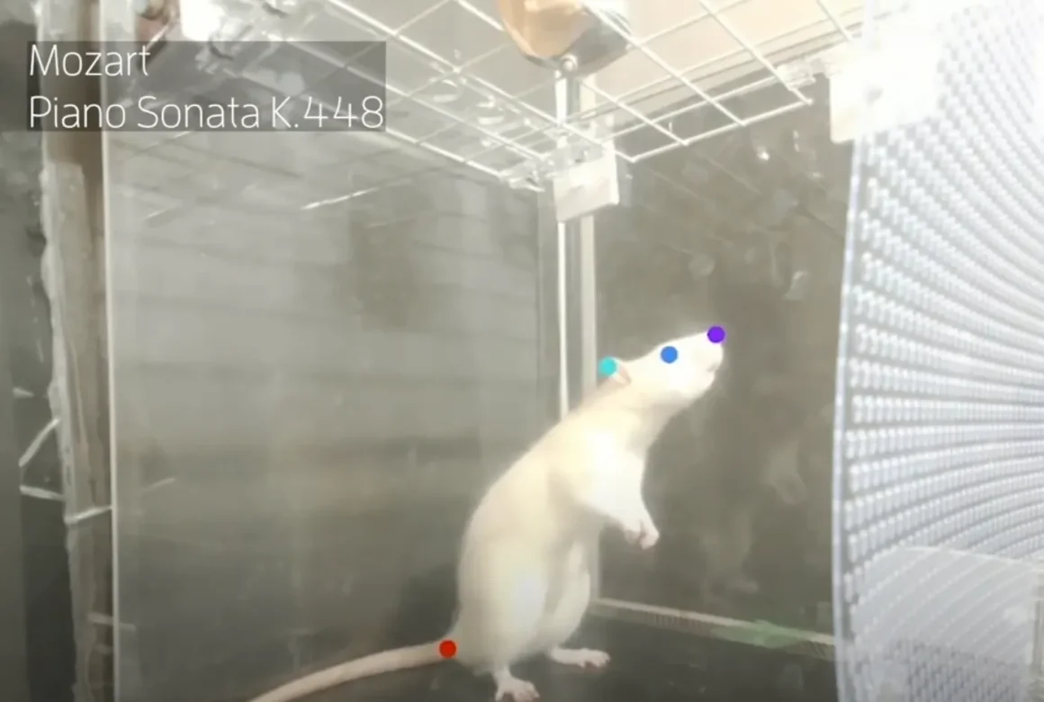 Le rat brun : un acteur incontournable de nos villes