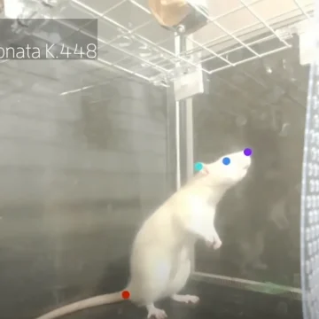 Le rat brun : un acteur incontournable de nos villes