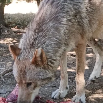 Découverte de la Faune en Lozère: Bisons et Loups