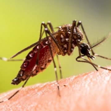 Un cas de chikungunya détecté dans le Tarn : symptômes et prévention