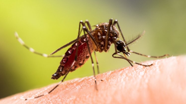 0454e61a-7043-401f-8aa3-d041d8424340 Un cas de chikungunya détecté dans le Tarn : symptômes et prévention
