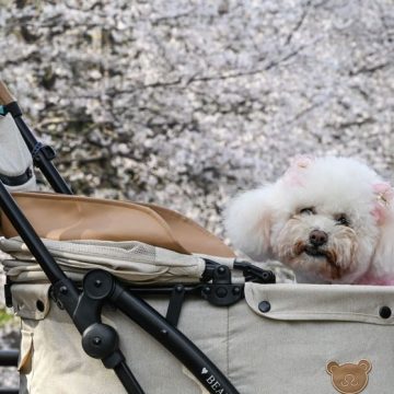 Nouveau rapport aux animaux de compagnie au Japon