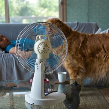 0e1f2279-50fa-4b95-8928-d2fecf0d1ae2 Attention à la santé des animaux en période de canicule