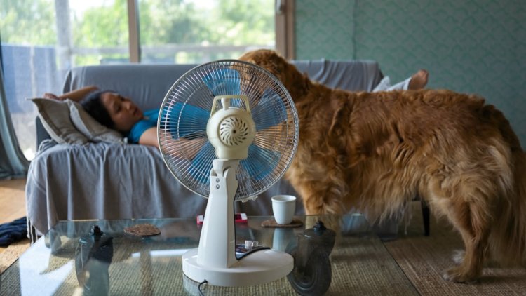 0e1f2279-50fa-4b95-8928-d2fecf0d1ae2 Attention à la santé des animaux en période de canicule