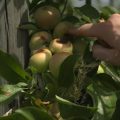 La sécheresse éclair inquiète les agriculteurs du Lot-et-Garonne